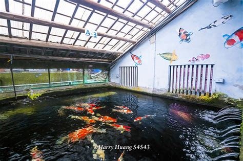 龍門錦鯉園|龍門錦鯉養殖場